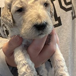 Goldendoodle Puppies from Double J’s Doodles