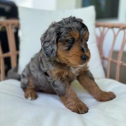 Daisy - Merle female Bernedoodle puppy in Loxahatchee, Florida from SR. Doodle pupps
