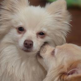 Tuna - Pomeranian