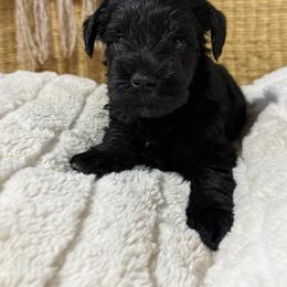 Brock's Miniature Schnauzer - Black female Miniature Schnauzer puppy in Greensburg, Louisiana from Brock’s  Miniature Schnauzers
