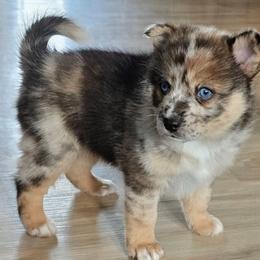 Sienna - Merle female Pomsky puppy in Omaha, Nebraska from Wolfpack Pomskies