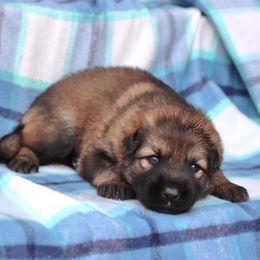 Purple Collar girl - Sable female German Shepherd puppy in Elkmont, Alabama from Oakmont Shepherds