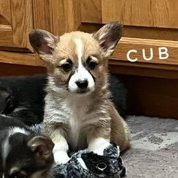 Cub 5yr health guarantee - Red male Pembroke Welsh Corgi puppy in Vernal, Utah from Bingo's Kennel
