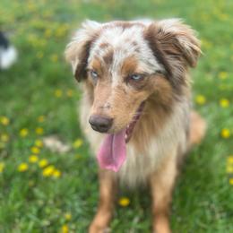 Sea smoke - Australian Shepherd