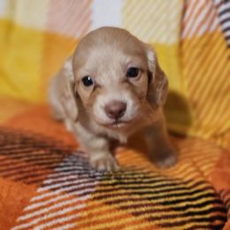 Cream male - Cream male Dachshund puppy in Trade, Tennessee from TN Miniature Dachshunds & Basset Hounds
