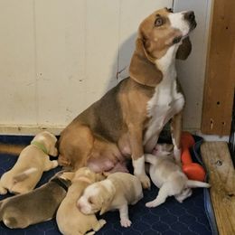 Tonks - Beagle