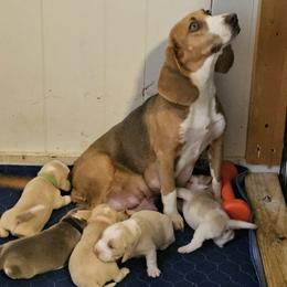 Tonks - Beagle