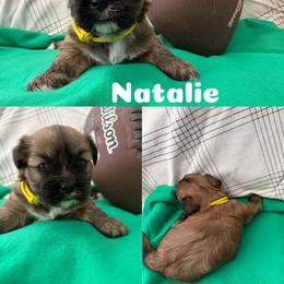 Natalie - Red female Lhasa Apso puppy in Cincinnati, Ohio from Shangri-La Lhasa Apsos