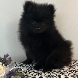 Pomeranian puppies from Britt's Poms