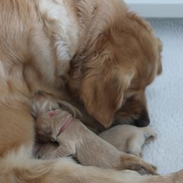 Golden Retriever Puppies from Hope Service Dogs, Inc