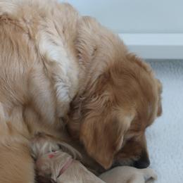 Golden Retriever Puppies from Hope Service Dogs, Inc