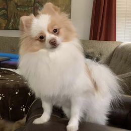 Pomeranians from Mimi’s Poms