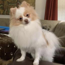 Pomeranians from Mimi’s Poms