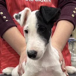 Girl 2 - female Smooth Fox Terrier puppy in Iowa from Misty Hollow