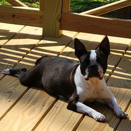 Juniper - Boston Terrier
