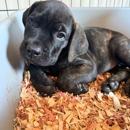 First Pick - Black brindle male Cane Corso puppy in Homestead, Florida from Sabal Palm Cane Corso