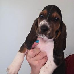 Sassy - Black white and brown female Basset Hound puppy in Lexington, Kentucky from Hound Ridge Meadows
