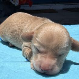 Shaggy - Cream male Dachshund puppy in Wesley Chapel, Florida from Russell Lee Overton