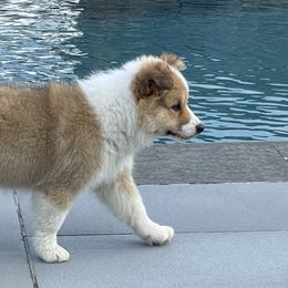 Icelandic Sheepdogs from Windswept Icelandic Sheepdogs
