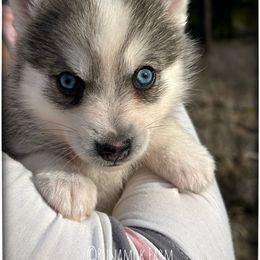 Runamok All That Glitters (aka Goldie) - Wolf sable female Pomsky puppy in St. Maries, Idaho from Runamok Farm