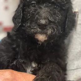 Bernedoodles from Erickson Bernedoodle!