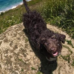 Sabyr - Phantom male Poodle puppy in Copperas Cove, Texas from Poodles of Valor