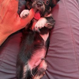 Petey - Blue and white male Chihuahua puppy in Canton, Texas from Heavenly Chihuahua