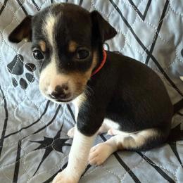 Obsidian (Obi) - Black white and tan male Rat Terrier puppy in Molalla, Oregon from The Puppy Patch Rat Terriers