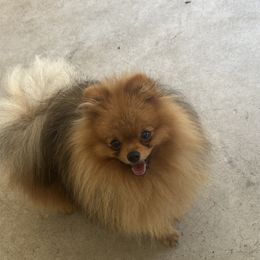 John boy - Pomeranian