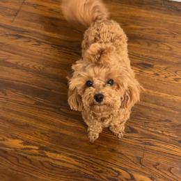 Maltipoo All Grown Up from Mini Paws kennel