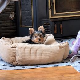 Johnny - Black and tan male Yorkshire Terrier puppy in Grafton, West Virginia from Gemstone Kennel