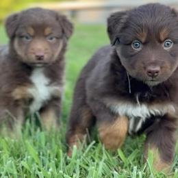 Brynlee - Red tri-color female Australian Shepherd puppy in Nicholasville, Kentucky from Sugar Creek Aussies