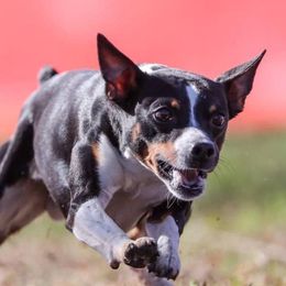 Basil - Rat Terrier