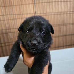Viserion - Green Collar Male - Black male German Shepherd puppy in Hawthorne, Florida from Lace's High Flying German Shepherds And Golden Retrievers