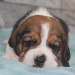 Flynn - Black tan and white male Beagle puppy in Morrill, Kansas from Kelle Beagles