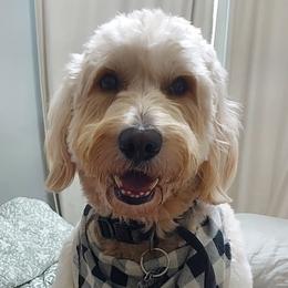 Hudson - Goldendoodle