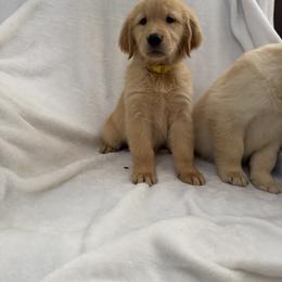 Boy 2 - male Golden Retriever puppy in Rancho Cucamonga, California from Sultan’s Goldens