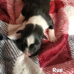 Rue - Miniature Australian Shepherd puppy in Roseville, California from Golden State Mini Aussies