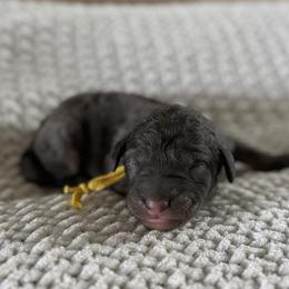 Female No. 3 Phantom Merle - Merle female Bernedoodle puppy in Modesto, California from Central Valley Canine Companions