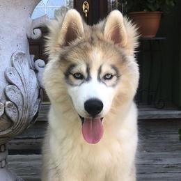 Siberian Huskies from Country Roads Huskies