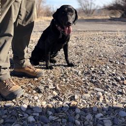 Denali - Labrador Retriever