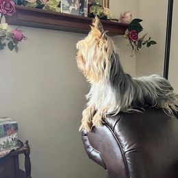 Samson  - Yorkshire Terrier