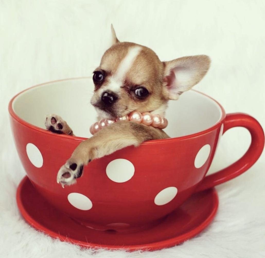 DOGGHAN CAL – WEEK #1 – Cup o' Chihuahua Tea