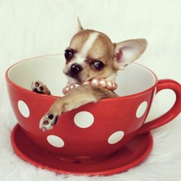Chihuahua Puppies from Honey Bee Chihuahua’s