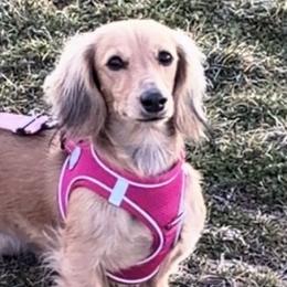 Dachshunds from Heather Chavez