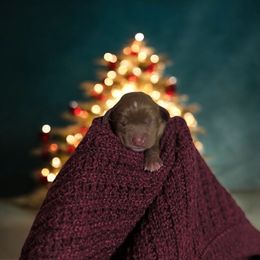 Duke - Ruby male Cavalier King Charles Spaniel puppy in Gonzales, Texas from Veach Cavaliers & Farm