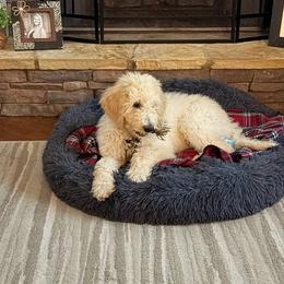 Milo - Cream male Goldendoodle puppy in Hoschton, Georgia from H&H Goldendoodles of Braselton