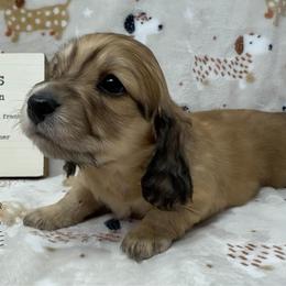 Falcon - Cream male Dachshund puppy in Pulaski, Tennessee from Billboard Doxies