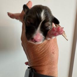 Bubba - Sable male Pembroke Welsh Corgi puppy in Benjamin, Utah from Nuna’s  Corgis