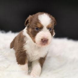 Macchiato - Red tri-color female Australian Shepherd puppy in Annville, Pennsylvania from Creekside Aussies LLC